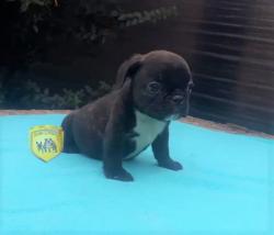 Click sobre la imagen para ampliarla