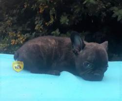 Click sobre la imagen para ampliarla