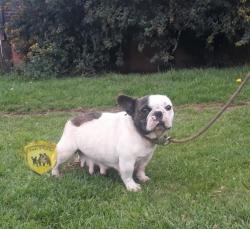 Click sobre la imagen para ampliarla