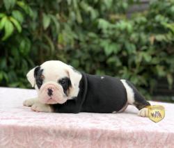 Click sobre la imagen para ampliarla