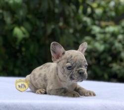 Click sobre la imagen para ampliarla