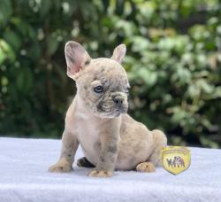 Click sobre la imagen para ampliarla