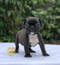 Click sobre la imagen para ampliarla