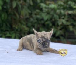 Click sobre la imagen para ampliarla