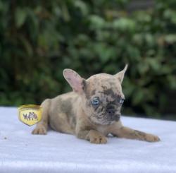 Click sobre la imagen para ampliarla