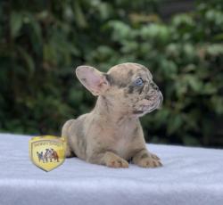 Click sobre la imagen para ampliarla