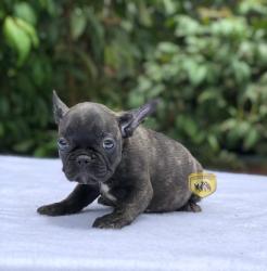 Click sobre la imagen para ampliarla