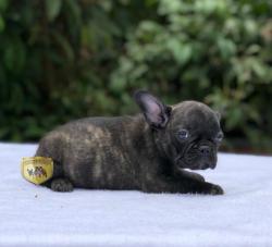 Click sobre la imagen para ampliarla