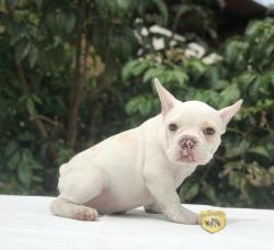 Click sobre la imagen para ampliarla