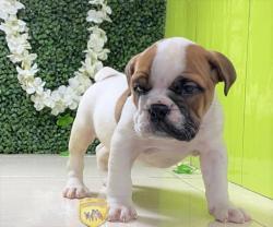 Click sobre la imagen para ampliarla