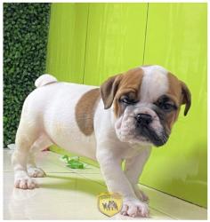 Click sobre la imagen para ampliarla