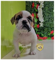 Click sobre la imagen para ampliarla