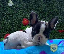 Click sobre la imagen para ampliarla