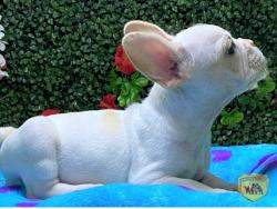 Click sobre la imagen para ampliarla