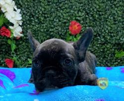 Click sobre la imagen para ampliarla