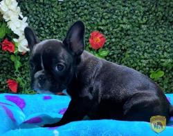 Click sobre la imagen para ampliarla