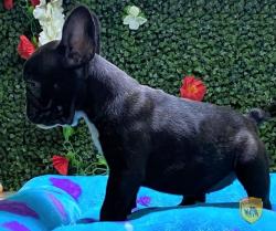 Click sobre la imagen para ampliarla