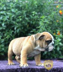 Click sobre la imagen para ampliarla