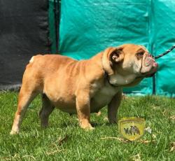 Click sobre la imagen para ampliarla