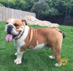 Click sobre la imagen para ampliarla