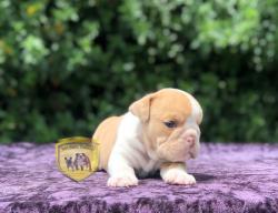 Click sobre la imagen para ampliarla