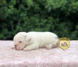 Click sobre la imagen para ampliarla