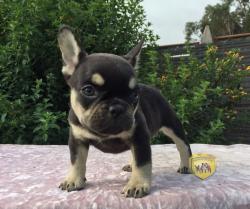 Click sobre la imagen para ampliarla