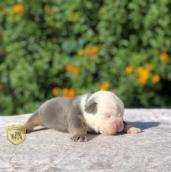 Click sobre la imagen para ampliarla