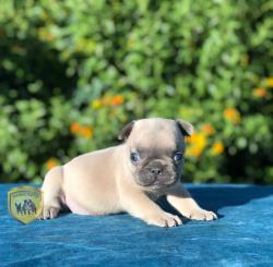 Click sobre la imagen para ampliarla