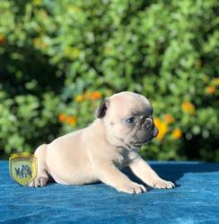 Click sobre la imagen para ampliarla