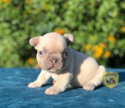 Click sobre la imagen para ampliarla