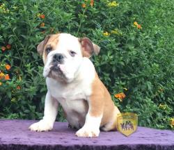 Click sobre la imagen para ampliarla