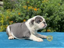 Click sobre la imagen para ampliarla