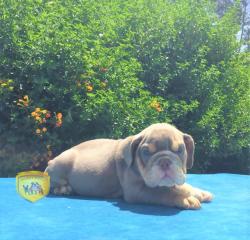 Click sobre la imagen para ampliarla