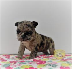 Click sobre la imagen para ampliarla