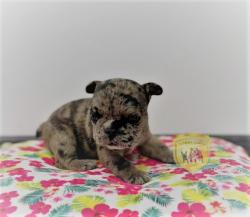 Click sobre la imagen para ampliarla