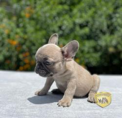 Click sobre la imagen para ampliarla