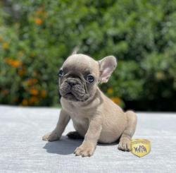 Click sobre la imagen para ampliarla