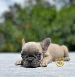 Click sobre la imagen para ampliarla