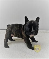 Click sobre la imagen para ampliarla