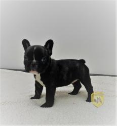 Click sobre la imagen para ampliarla