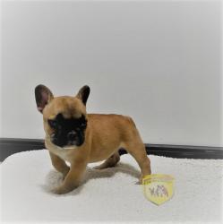 Click sobre la imagen para ampliarla