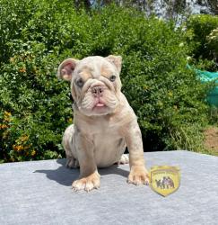 Click sobre la imagen para ampliarla