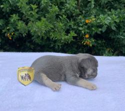 Click sobre la imagen para ampliarla