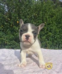 Click sobre la imagen para ampliarla