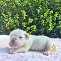 Click sobre la imagen para ampliarla