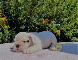 Click sobre la imagen para ampliarla