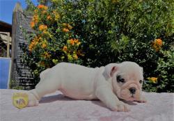 Click sobre la imagen para ampliarla