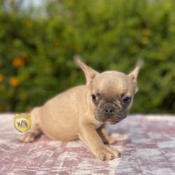 Click sobre la imagen para ampliarla