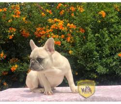 Click sobre la imagen para ampliarla